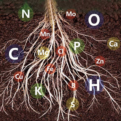 Solution Nutritive à Action Rapide pour Plantes