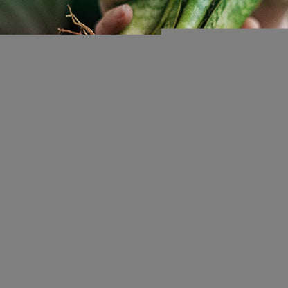 Solution Nutritive à Action Rapide pour Plantes
