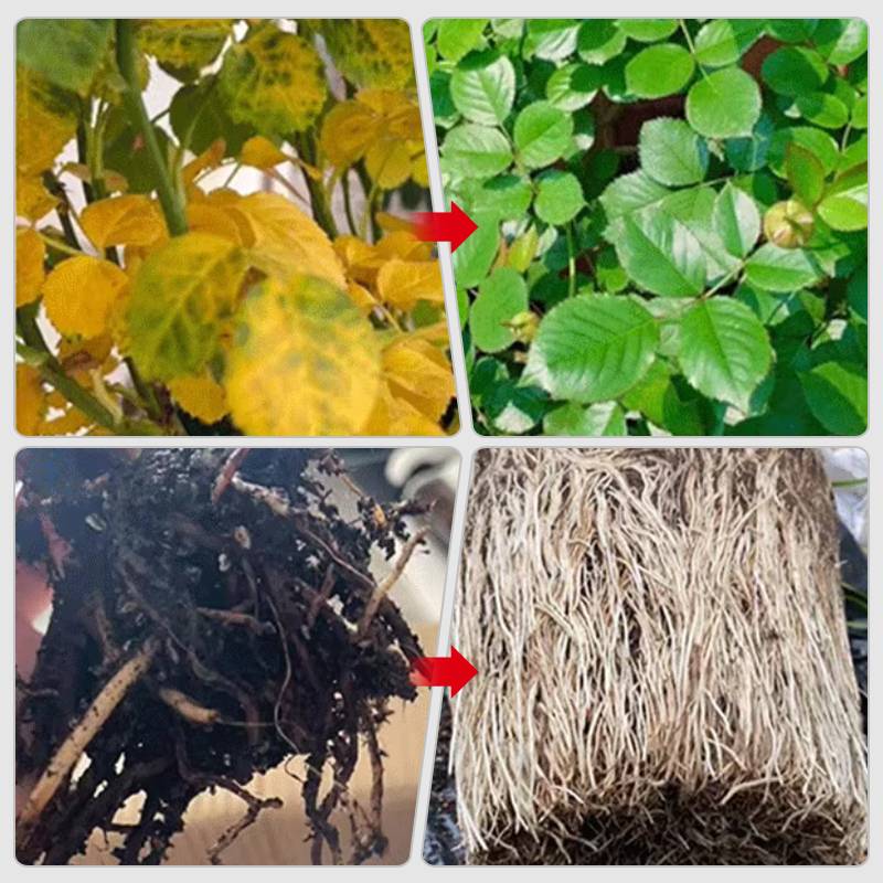 Solution Nutritive à Action Rapide pour Plantes